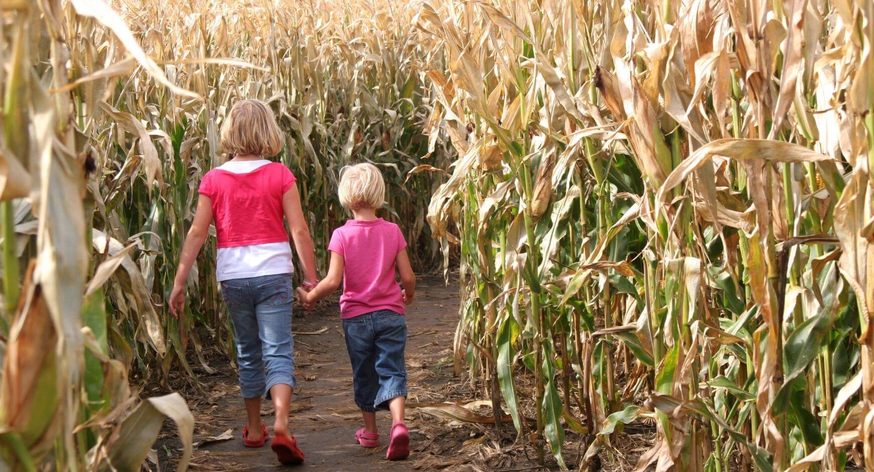 kids walking in a corn maze