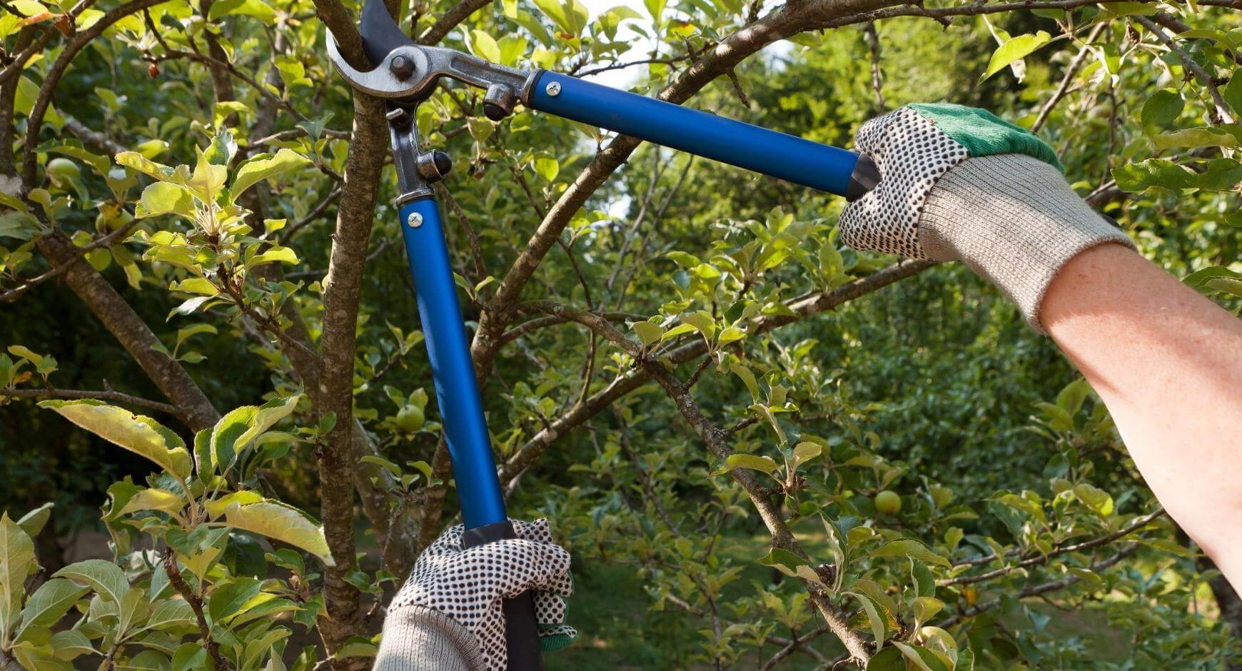 trimming tree branches