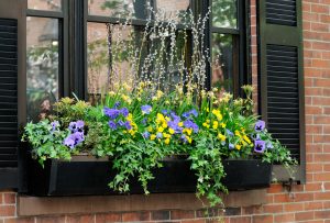 purple and yellow flowers in a window flower box