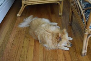 a dog lying on a wood floor by a few chairs